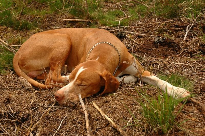 18 Quiet Ways Dogs Show Loyalty That Most Owners Completely Miss 11 Choosing Your Spot Even When You’re Not There