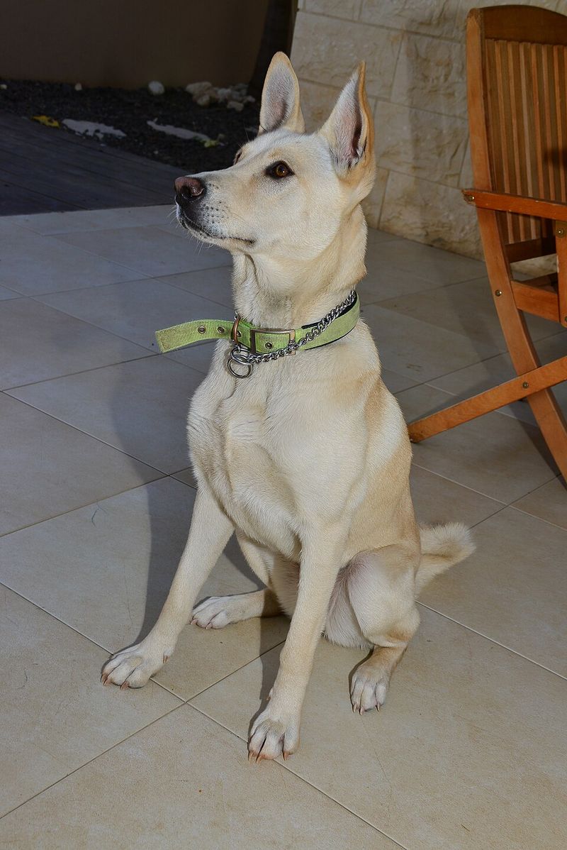 Canaan Dog