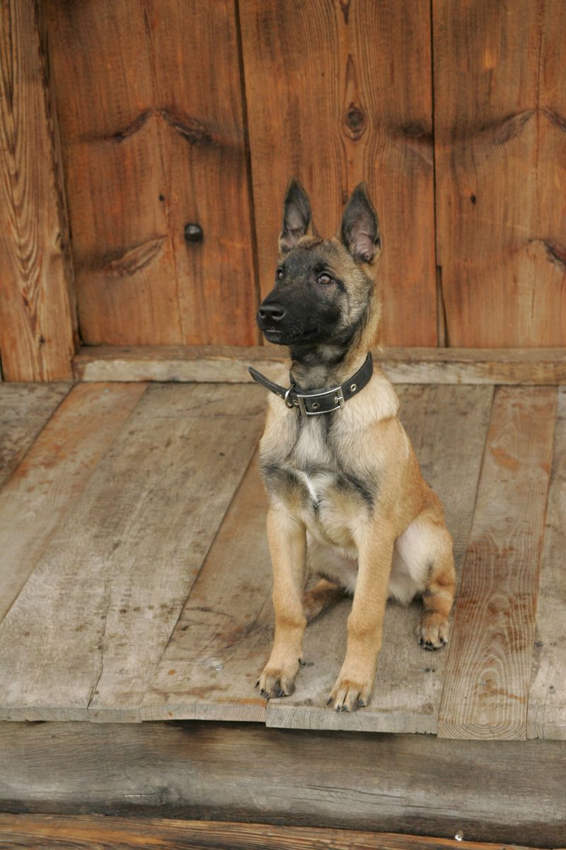 These clever breeds learn quickly - But keeping their minds occupied is the other half of the deal 4 Belgian Malinois