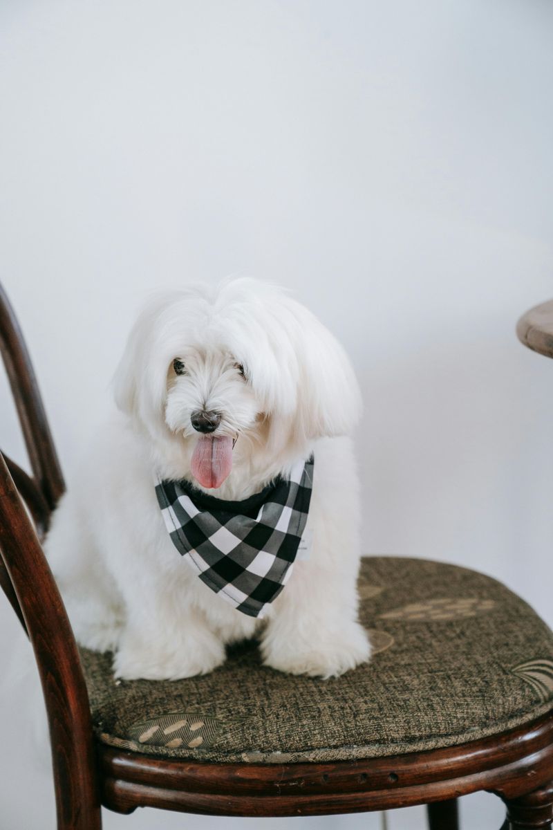 13 Devoted Small Dog Breeds Known for Staying Close to Their Owners 14 Maltese