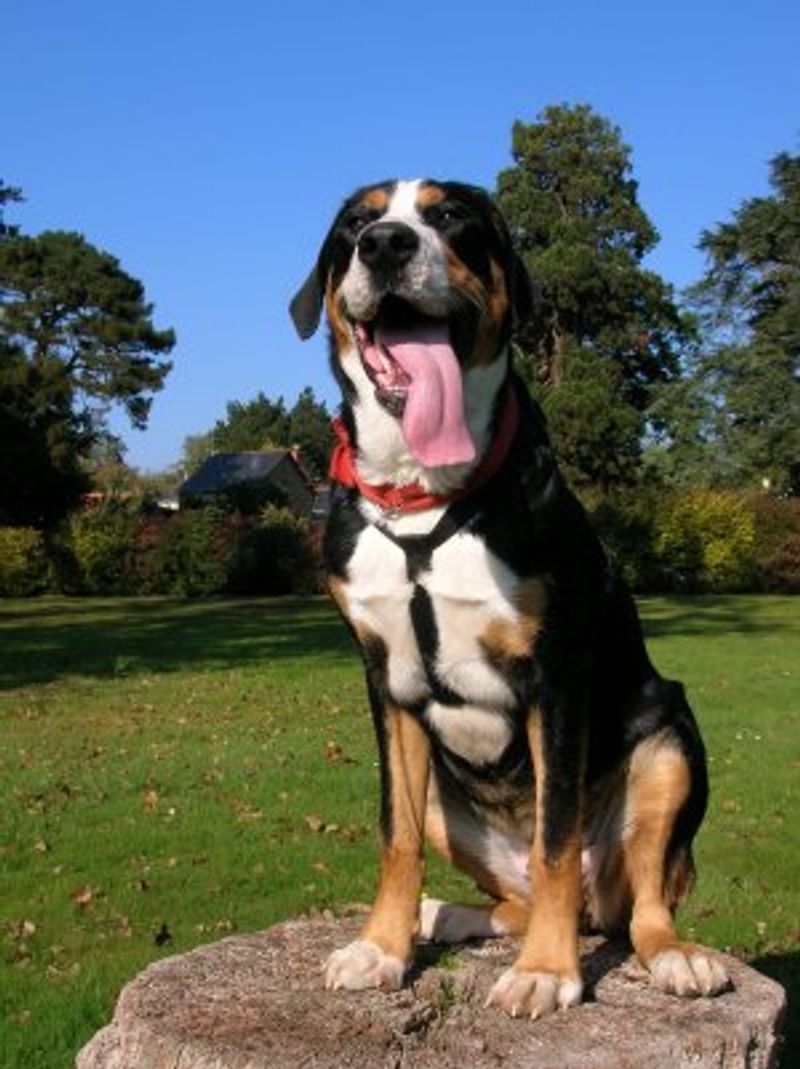 12 tricolor dogs with markings that look almost deliberately painted 11 Greater Swiss Mountain Dog: Bold Blocks on a Big Frame
