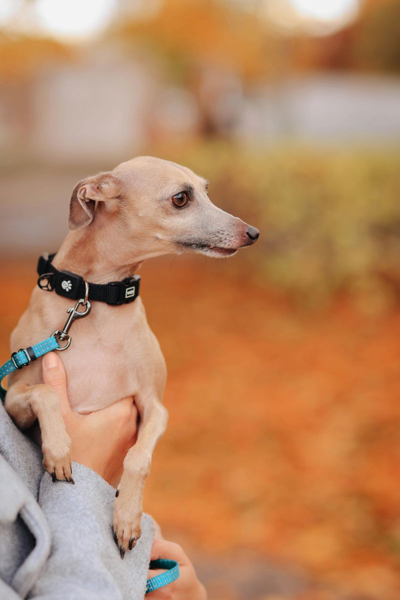 15 Sensitive Dog Breeds That Need Peaceful Homes And Gentle, Patient Owners 9 Italian Greyhound