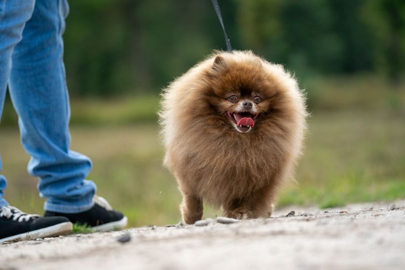 From dramatic reactions to clever routines, these dog breeds sometimes seem almost human 12 Pomeranian