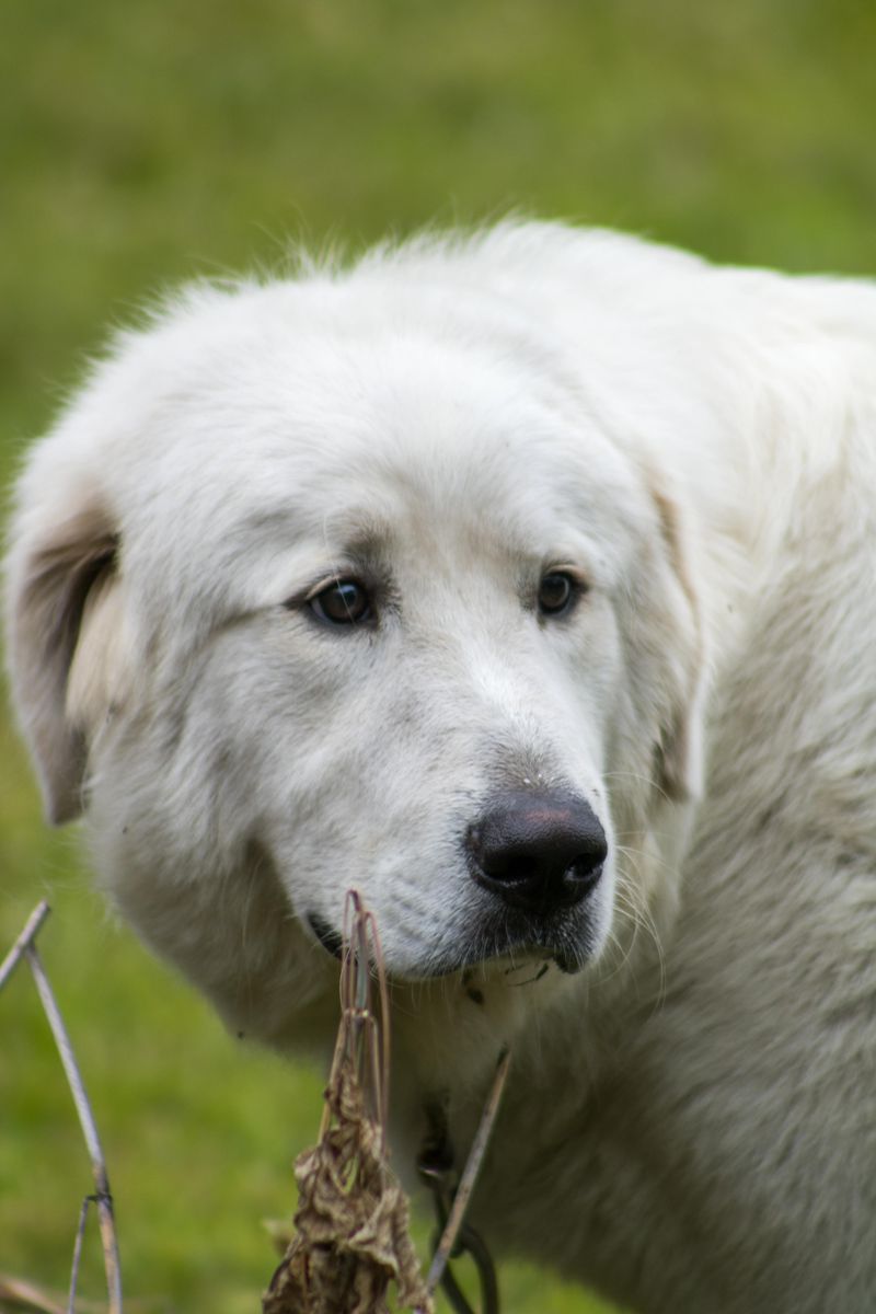 Great Pyrenees
