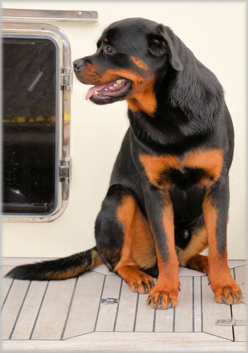 Dog ownership doesn't automatically require becoming a part-time groomer - These breeds prove it 7 Rottweiler