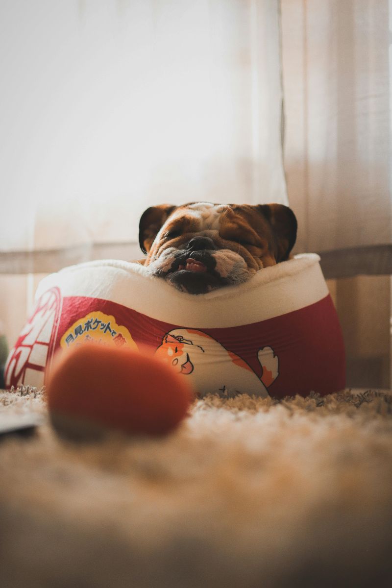 23 Gentle Dog Breeds Perfect for a Peaceful Lifestyle 12 Bulldog