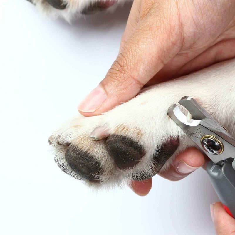 Winter paws take a beating, and these 9 habits keep them from cracking 8 Keep nails at a healthy length