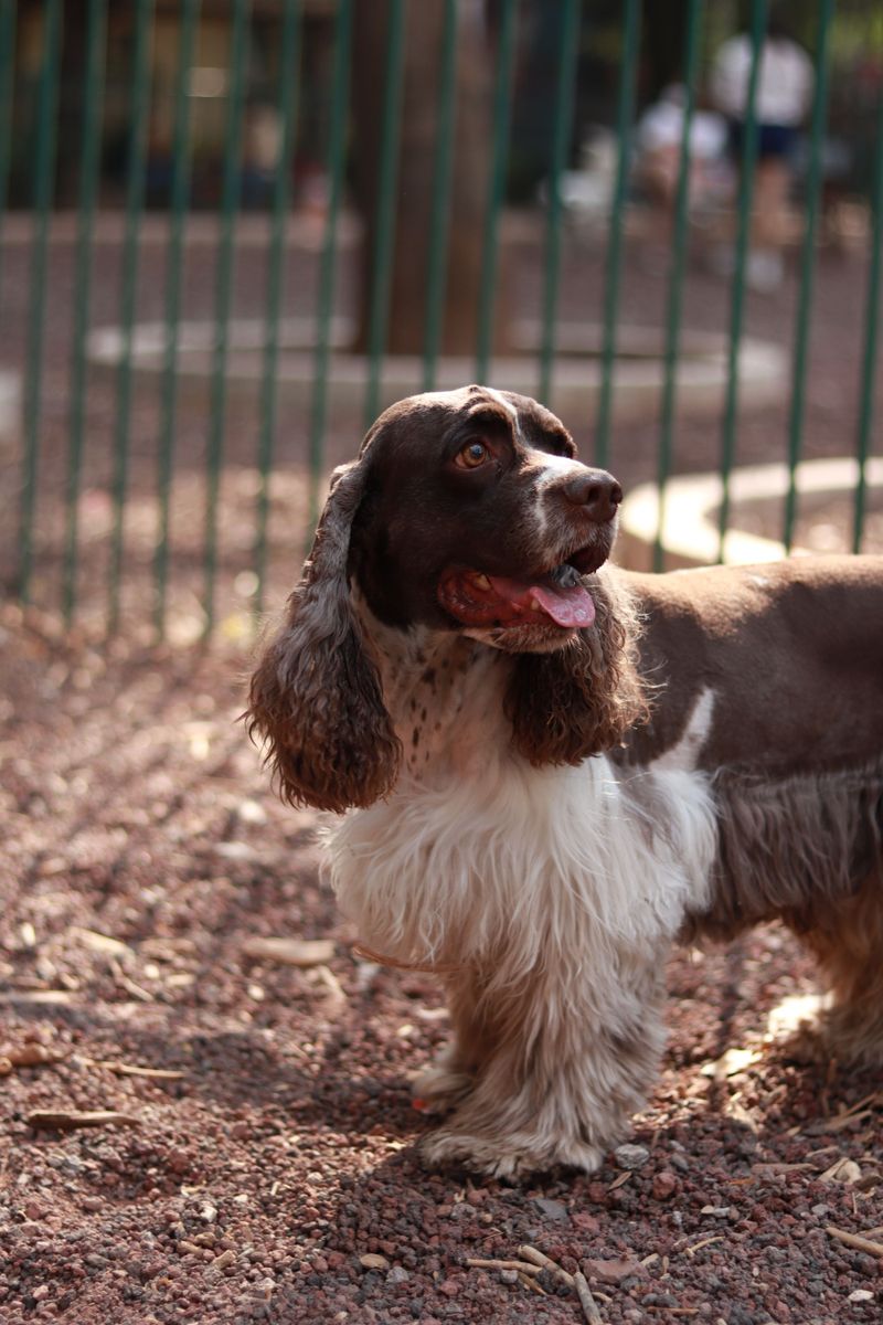 One experience with these 12 dog breeds is often enough to create a lifelong favorite - plus 2 that inspire remarkable loyalty 4 English Springer Spaniel