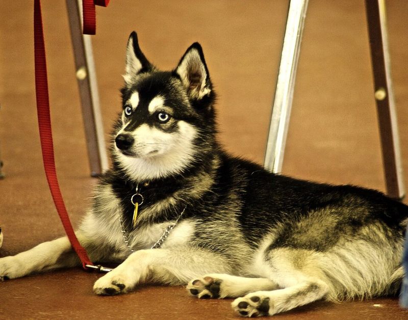 13 pointy-eared dog breeds that turn simple looks into serious charm 13 Alaskan Klee Kai