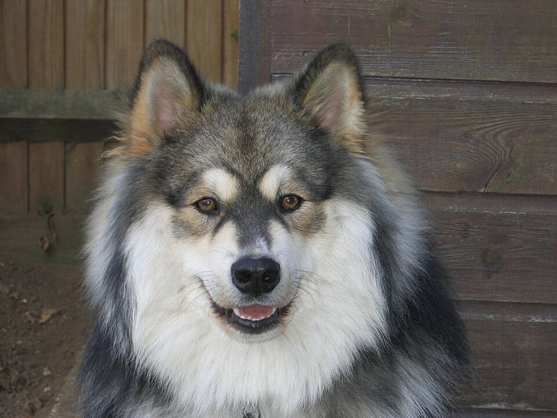 14 Dog Breeds That Can’t Stand Being “Rushed” and Shut Down (Here’s How to Train Them) 4 Finnish Lapphund