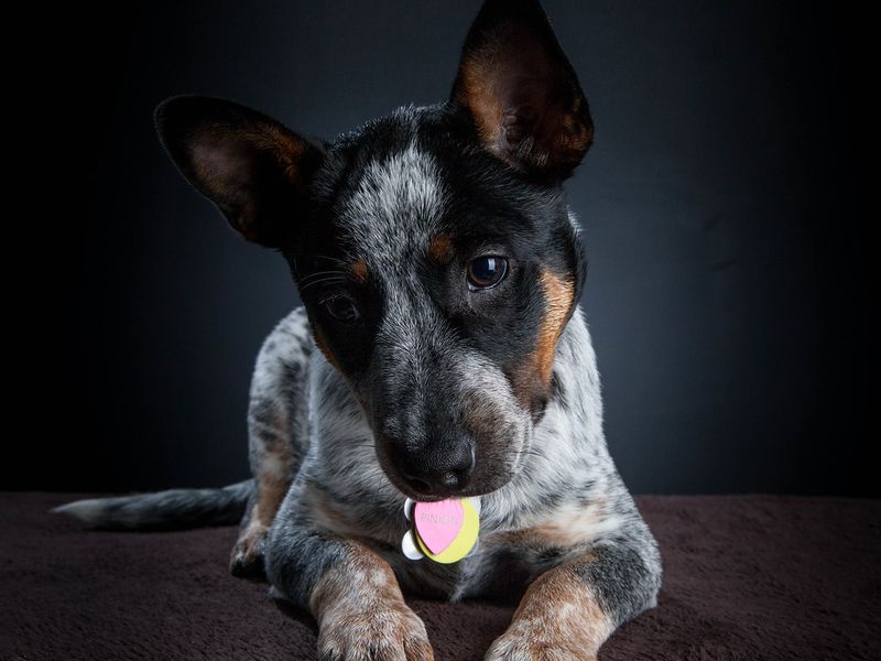 14 dog breeds that seem perfect on paper but struggle with everyday home routines 10 Australian Cattle Dog