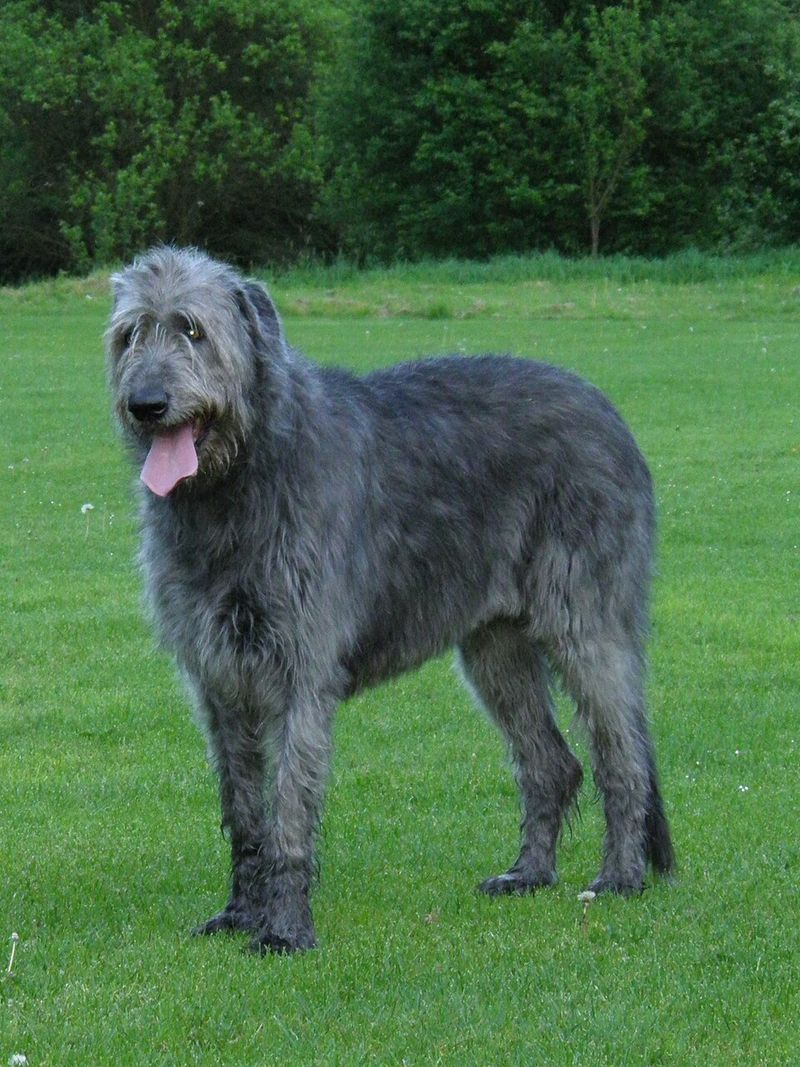 13 tough-looking dogs that completely shatter stereotypes once you meet them 9 Irish Wolfhound