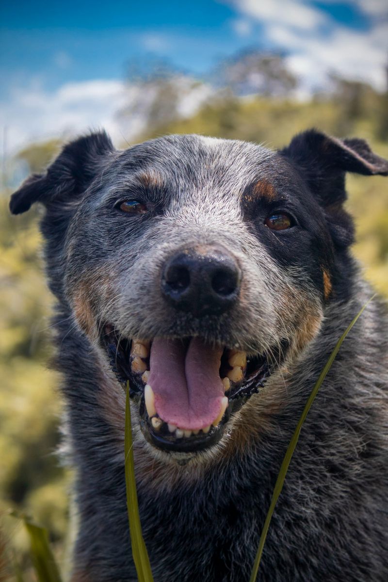 9. Year-Round Shedding and Grooming