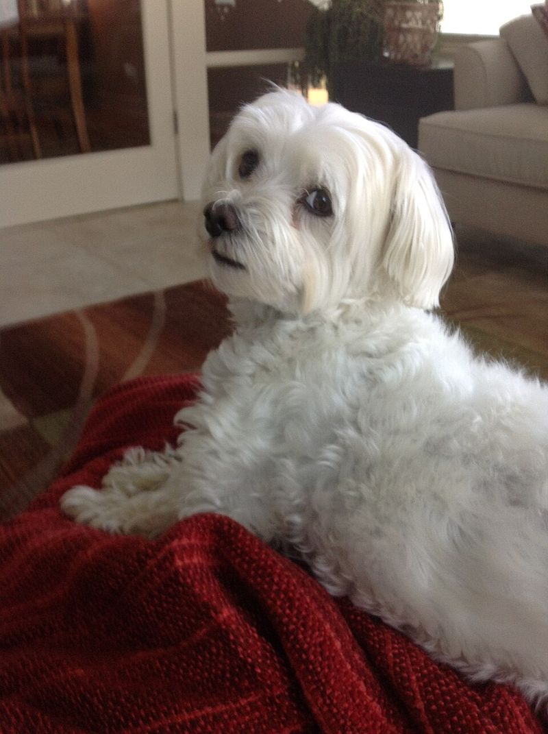 Coton de Tulear