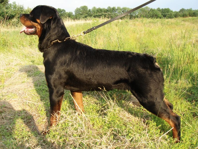 12 dog breeds that become protective the moment your routine feels off 4 Rottweiler