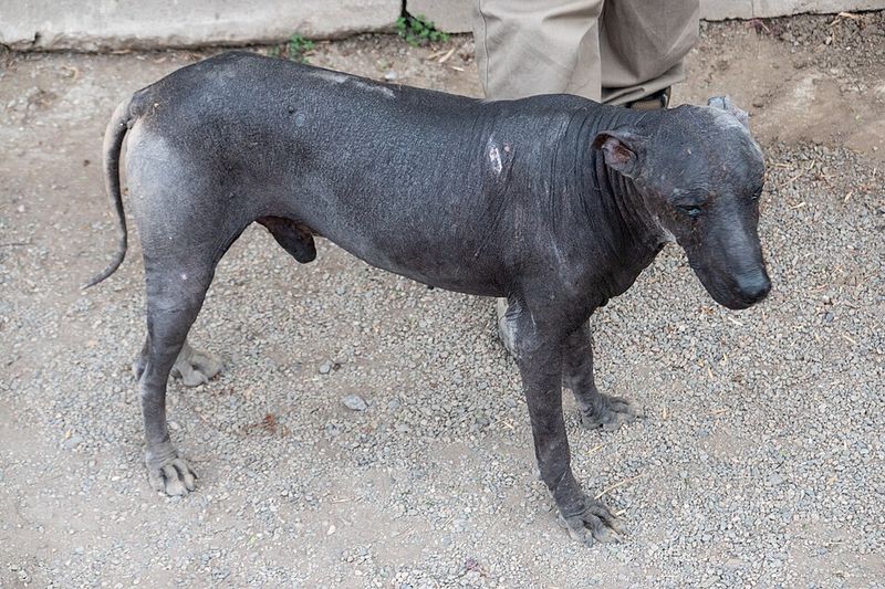 Peruvian inca orchid