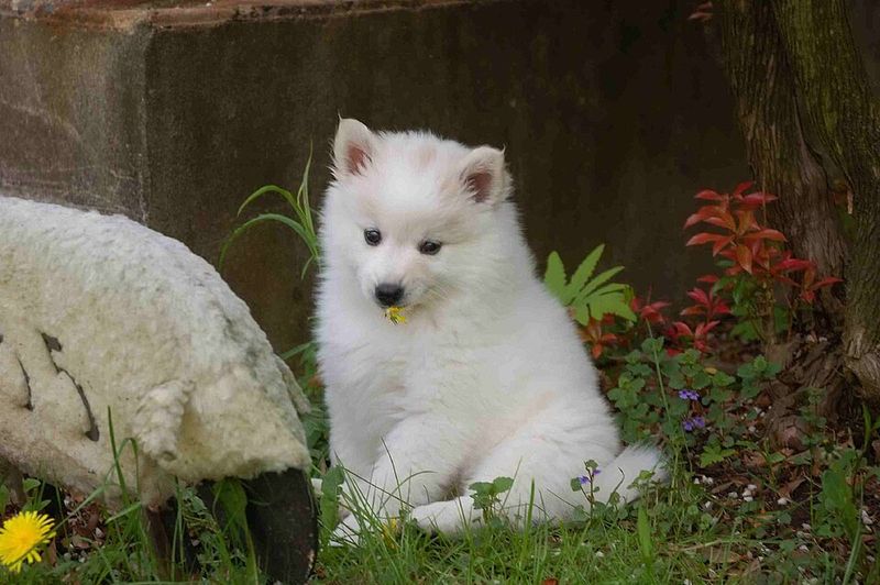 14 Dog Breeds That Think the Mail Carrier Is Their Greatest Rival 14 American Eskimo Dog