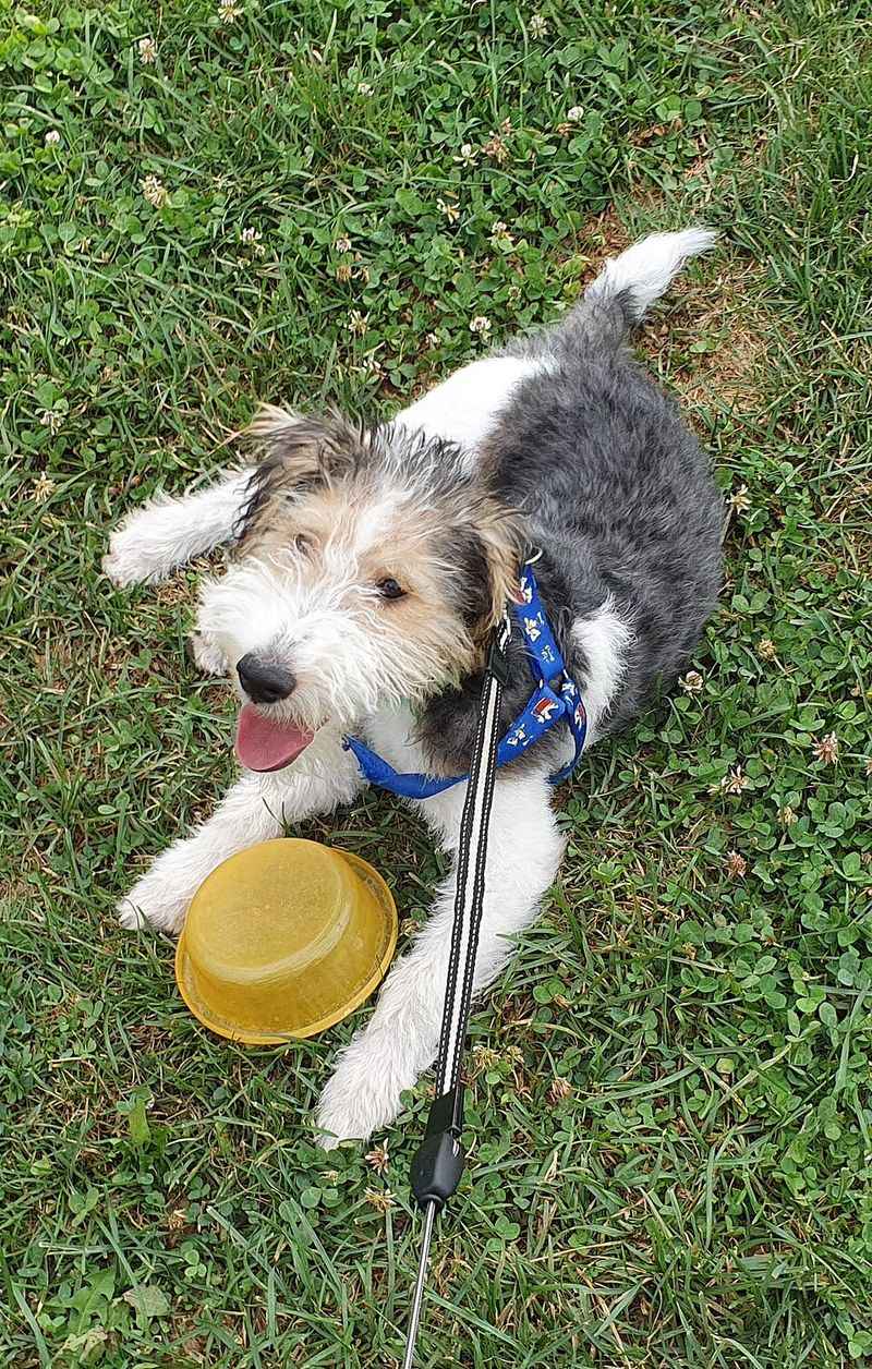 Wire Fox Terrier