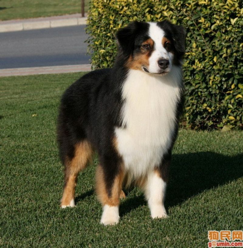 Australian Shepherd
