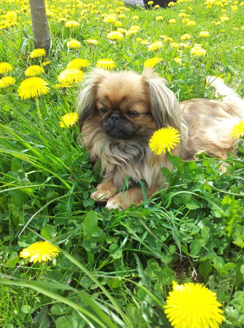 Tired of finding toy stuffing everywhere? These dogs tend to play with a little less demolition 9 Pekingese