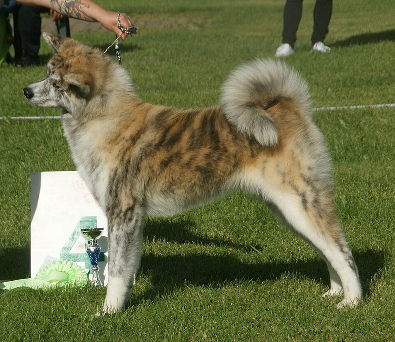 Akita