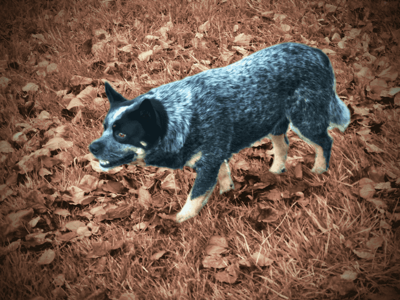 Australian Cattle Dog