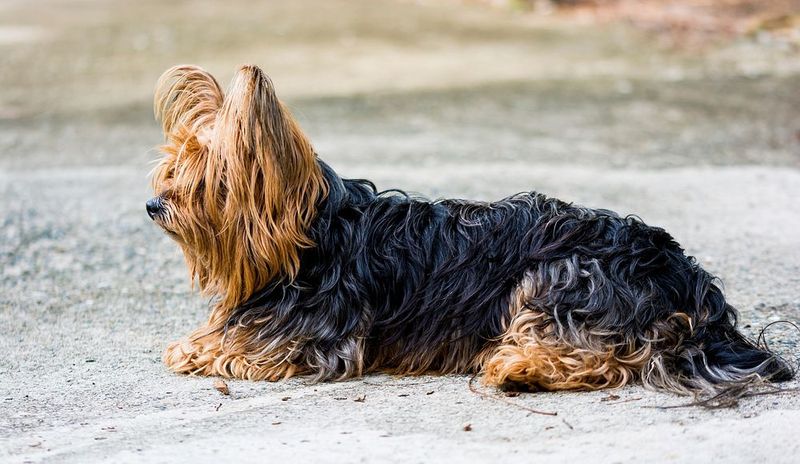 The popularity of designer dogs has made these 11 breeds harder to recognize than ever 11 Yorkshire Terrier