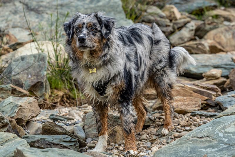 13 dog breeds that quietly respond when something feels wrong - plus 3 incredibly observant companions 9 Australian Shepherd