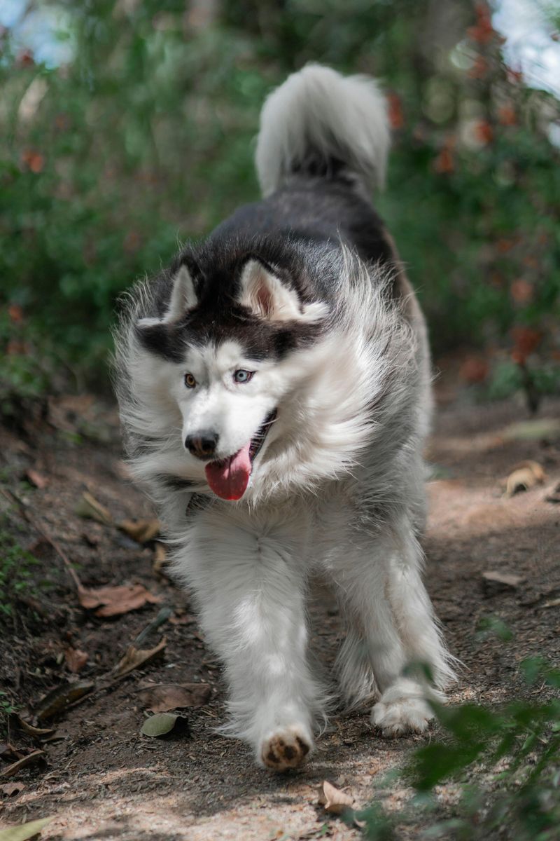 Alaskan Malamute