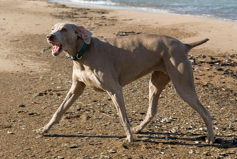 Weimaraner