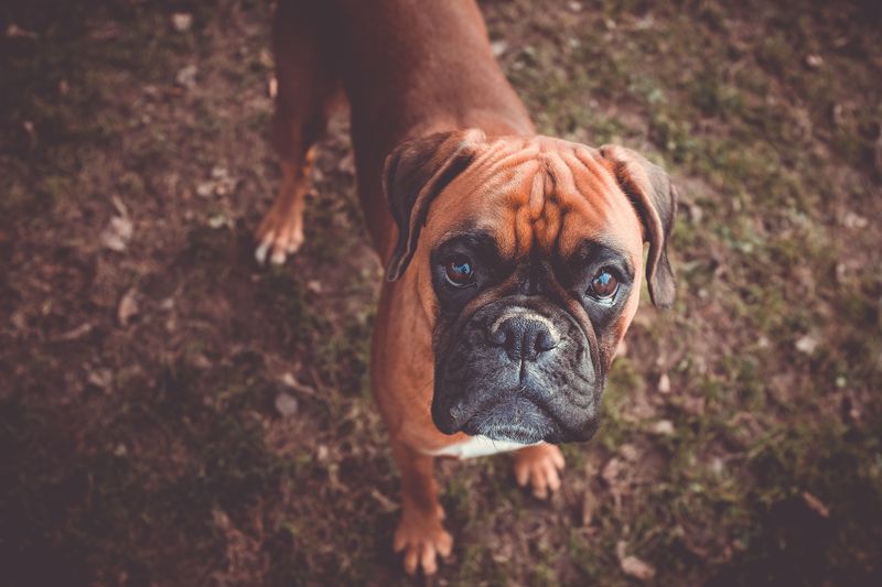 13 unforgettable dog breeds that refuse to fit the usual stereotypes 3 Boxer