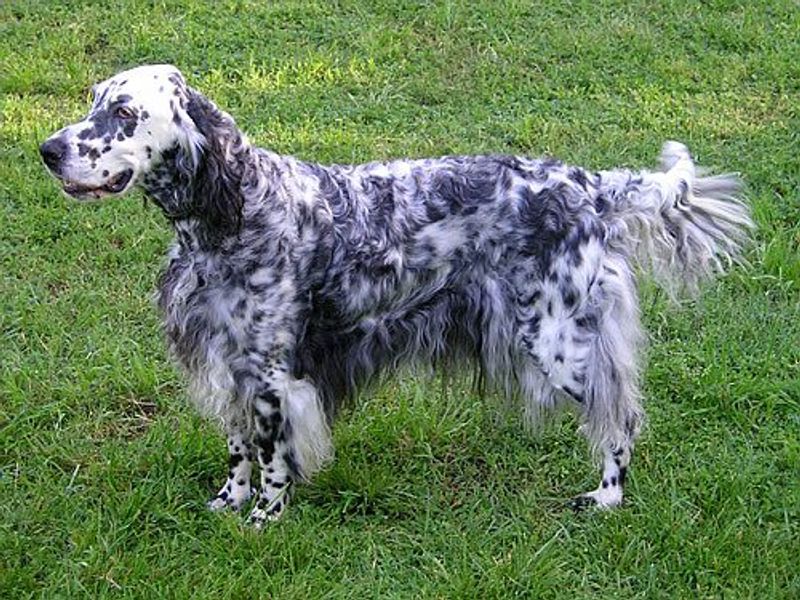 Some dogs greet everyone with a wag - these 11 certainly do, while these 3 rarely relax 6 English Setter