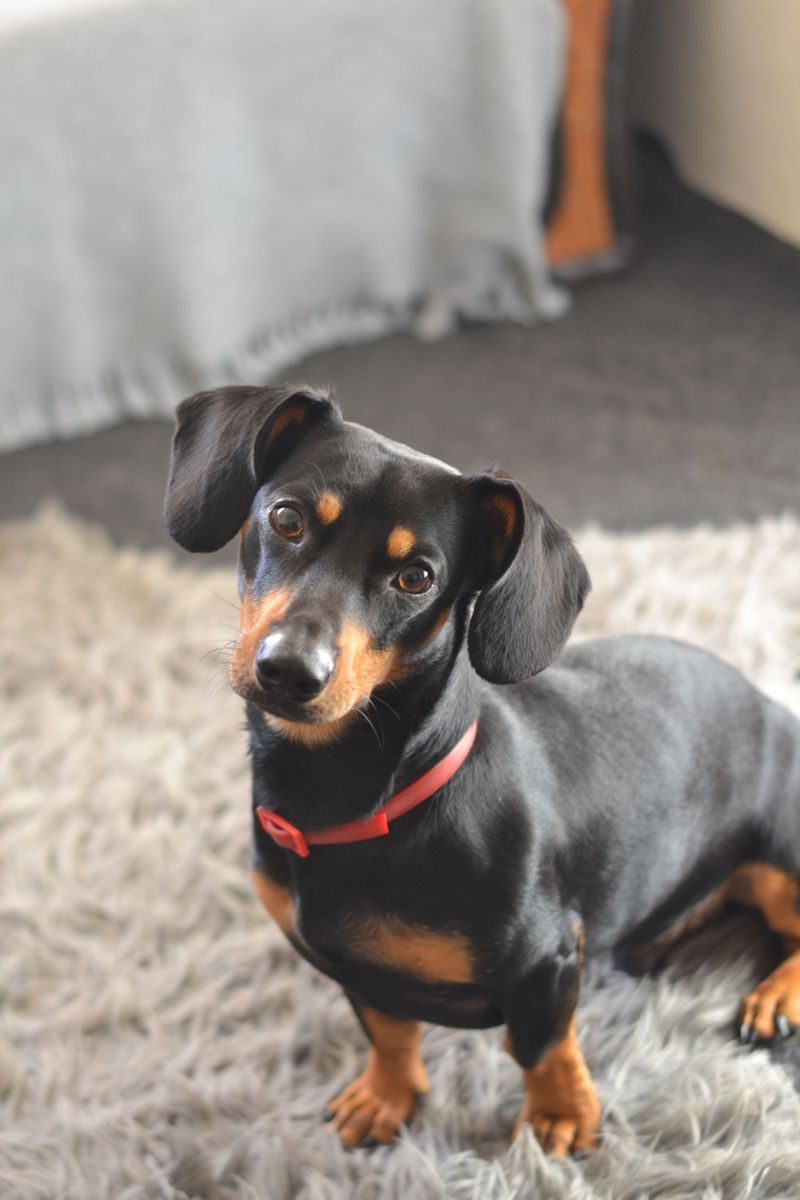 Dachshund