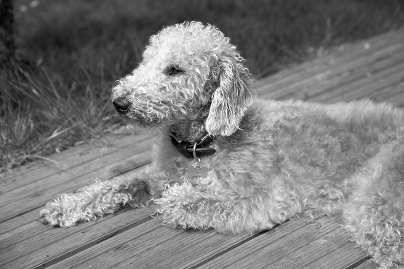Forget blending in - these 11 unforgettable dog breeds were born to stand out 9 Bedlington Terrier