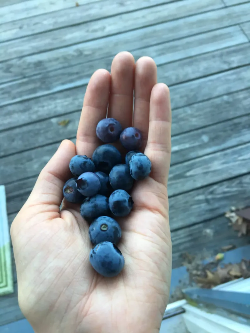 Blueberries