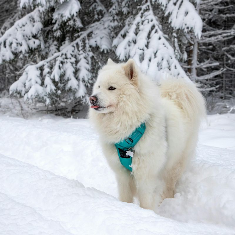 Samoyed