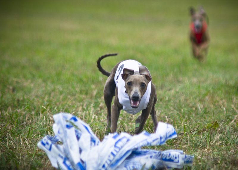 These dog breeds may follow you everywhere - but they don't always need you to entertain them 6 Italian Greyhound