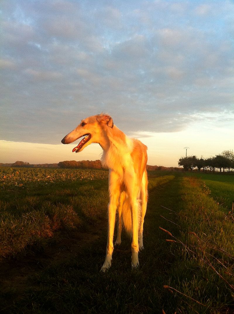 Borzoi