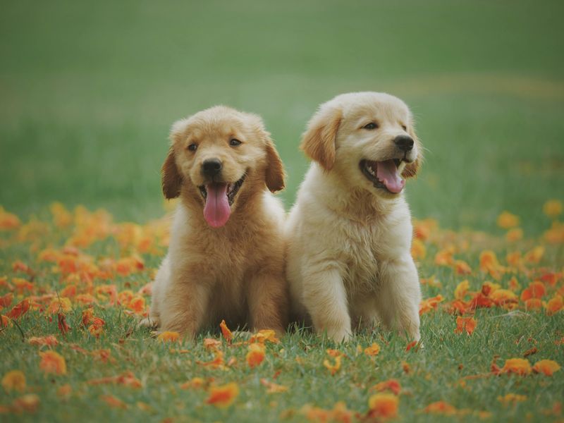 11 safe ways to help your dog meet other dogs 12 End on a positive note
