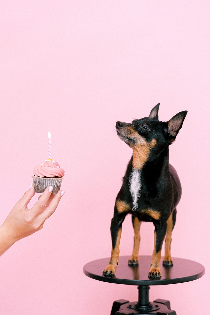 11 dogs that can make one family member feel like royalty - plus 2 that prefer loving the whole household 6 Miniature Pinscher