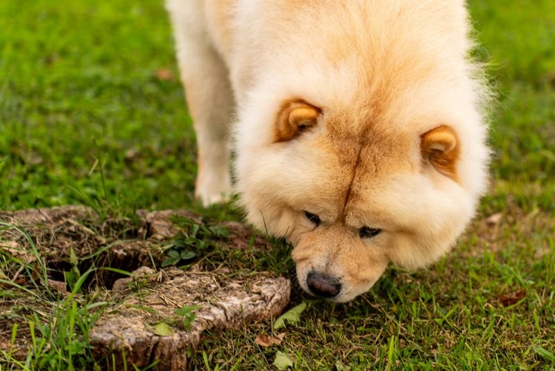 14 Dog Breeds Known for Being the Least Obedient 5 Chow Chow