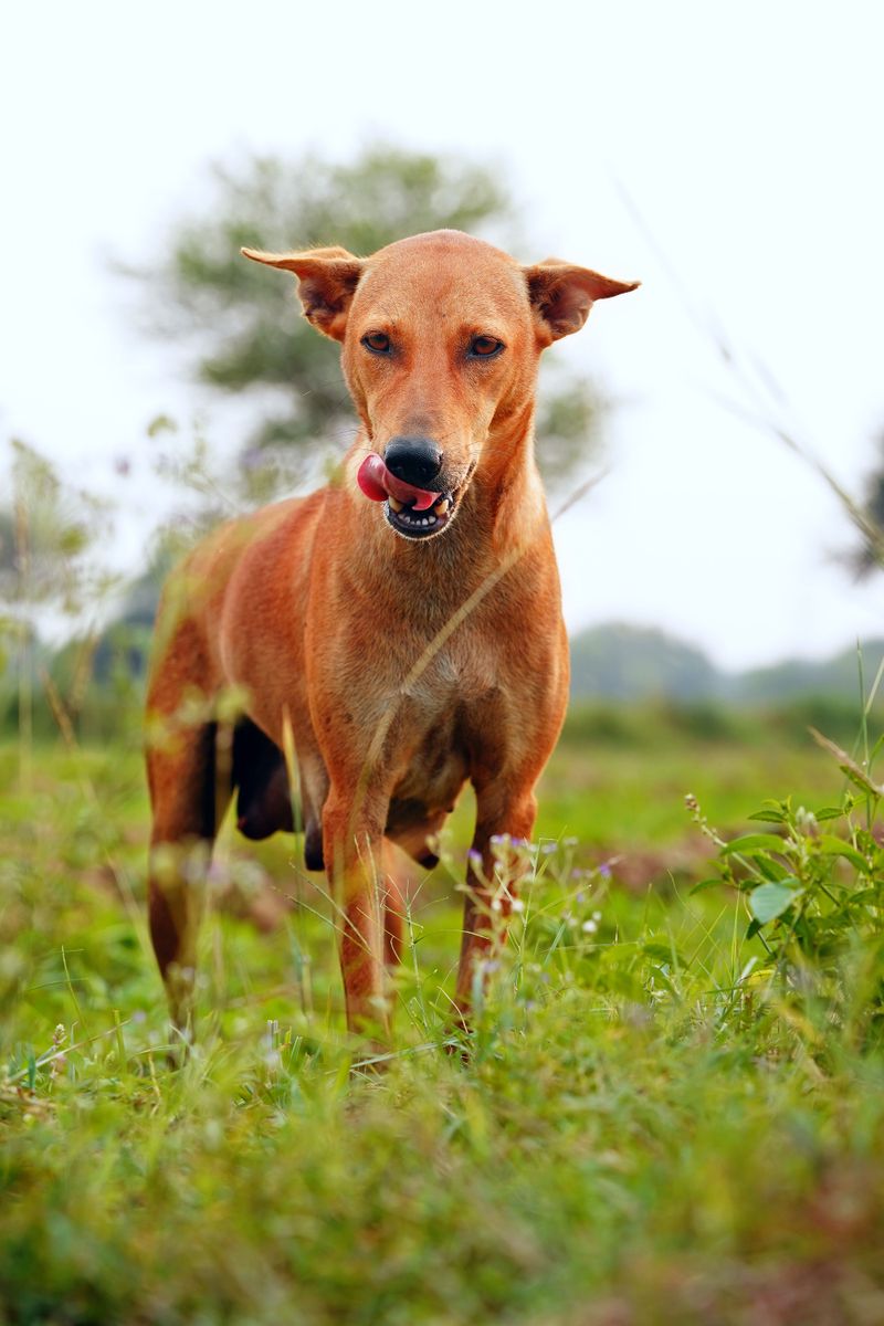 Male or female? These 11 differences may matter more than most adopters realize 3 Females may mature faster emotionally