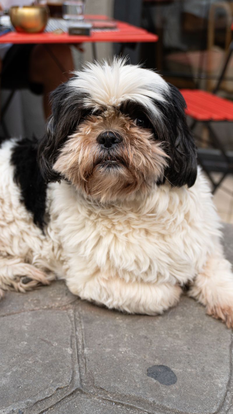 These 11 dog breeds stay stunning - until brushing becomes an afterthought 11 Shih Tzu