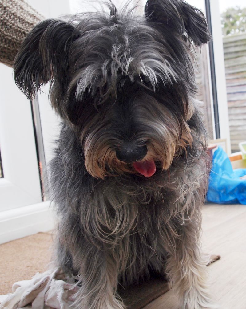 Miniature Schnauzer