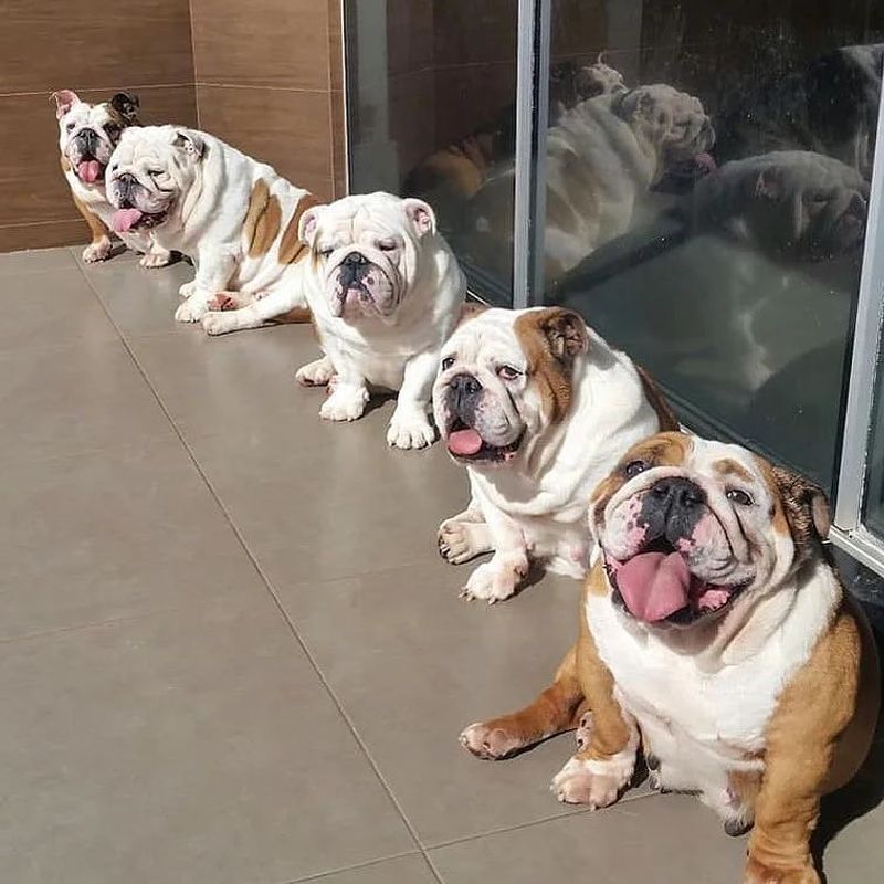 26 Bulldog Breeds Recognized for Their Strength and Endurance 8 Valley Bulldog