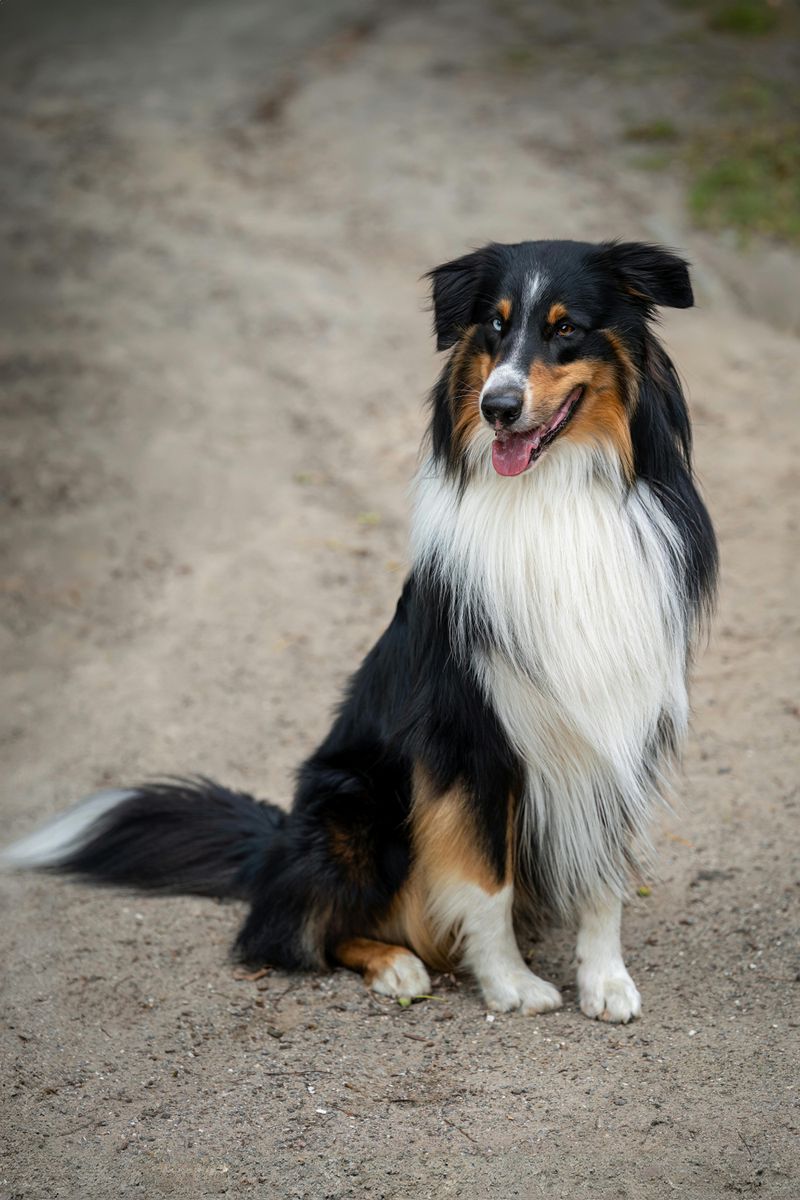 Collie