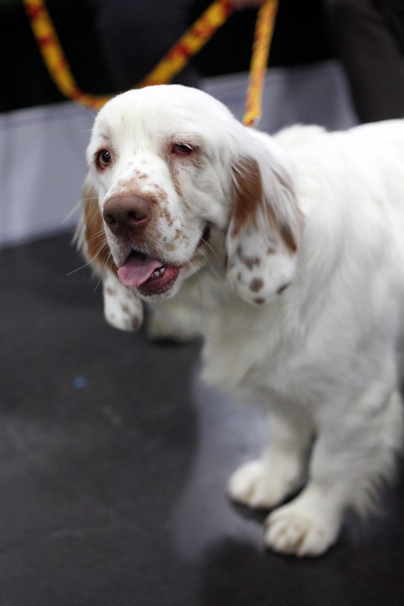 Clumber Spaniel