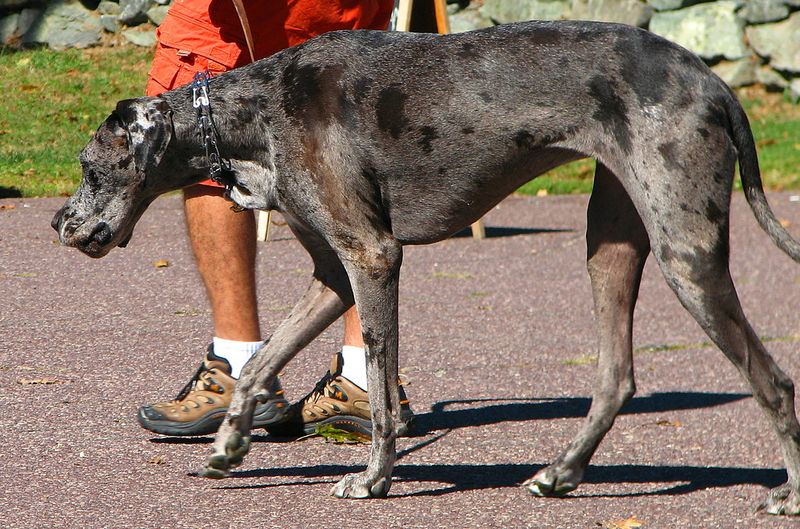 Great Dane