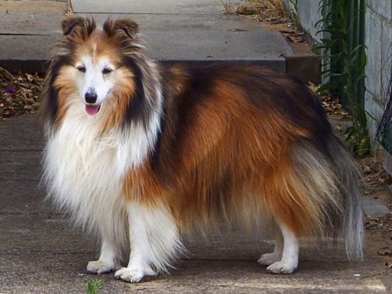 Shetland Sheepdog
