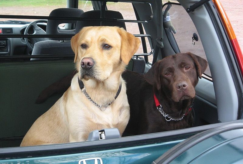 Some dogs tolerate travel - These 10 seem to genuinely enjoy the adventure 2 Labrador Retriever